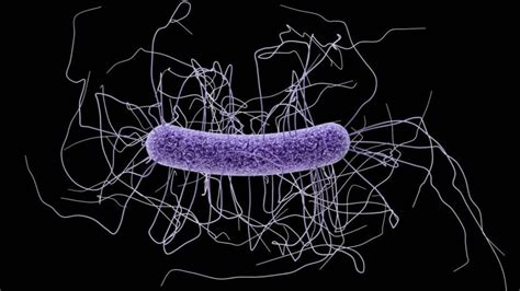 Fecal transplants move into the mainstream to treat difficult infection