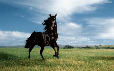 Wild Black Stallion wallpaper free | Horses, Horse wallpaper, Wild ...