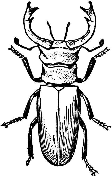 Stag Beetle | ClipArt ETC