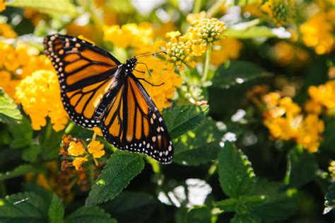 Historic Deal will Protect Millions of Acres of Monarch Butterfly ...