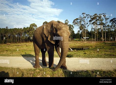 AFRICAN ELEPHANT KNYSNA ELEPHANT PARK SOUTH AFRICA KNYSNA SOUTH AFRICA ...