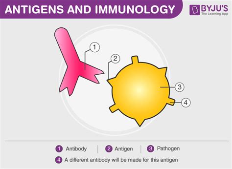 Types of Antigen-Antibody Reaction: Meaning, Types, Stages, and FAQs