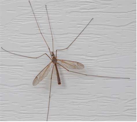 The “Mosquito Eater” Myth - Pests in the Urban Landscape - ANR Blogs