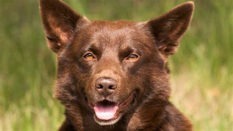 Australian Kelpie - Price, Temperament, Life span