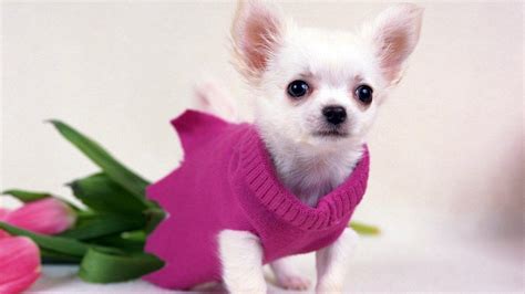 Pink Dog Wallpapers - Top Free Pink Dog Backgrounds - WallpaperAccess