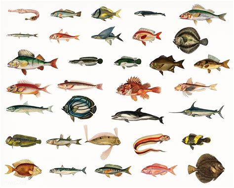 Different types of fishes illustrated by Charles Dessalines D' Orbigny ...