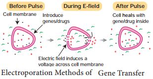 Methods Of Gene Transfer