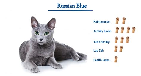 Russian Blue Cat Breed… Everything You Need to Know at a Glance!