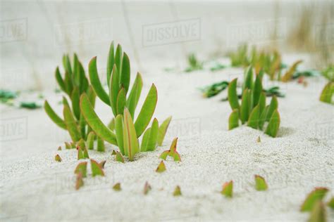 Succulent plants growing in sand - Stock Photo - Dissolve