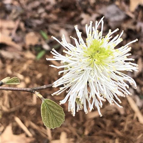 Fothergilla 'Mount Airy' (Dwarf Fothergilla, Mt. Airy Fothergilla ...