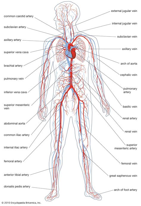 Circulatory system | Functions, Parts, & Facts | Britannica