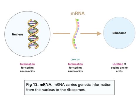 Mrna Structure And Function