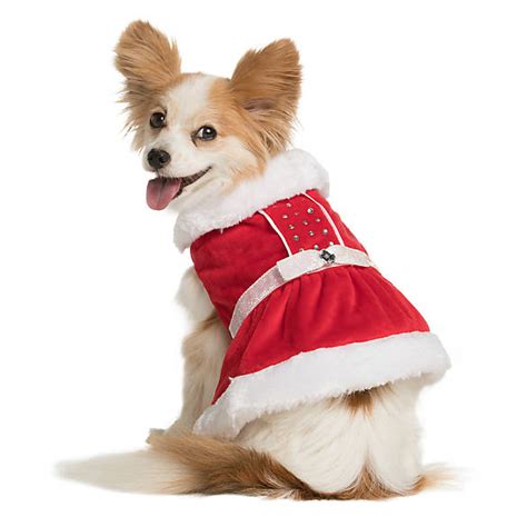 My Favorite Large Dog Christmas Costumes! - Balance & Blessings