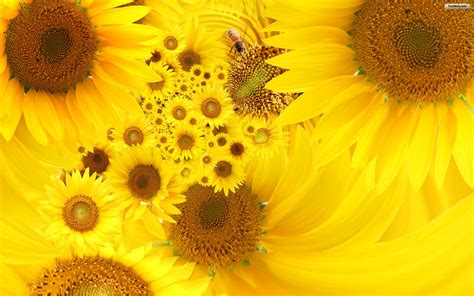 Sunflower Background - WallpaperSafari