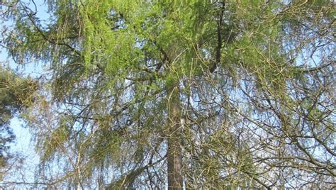 European Larch - Tree Guide UK European Larch identification