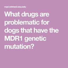 8 MDR1 gene ideas | mutation, gene, medication for dogs