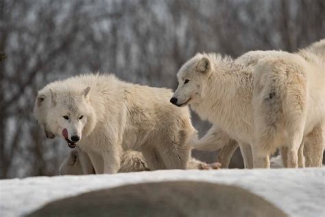 Arctic Wolf Pack - ZooChat