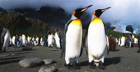 Climate change ‘a serious threat’ to king penguins, study warns ...