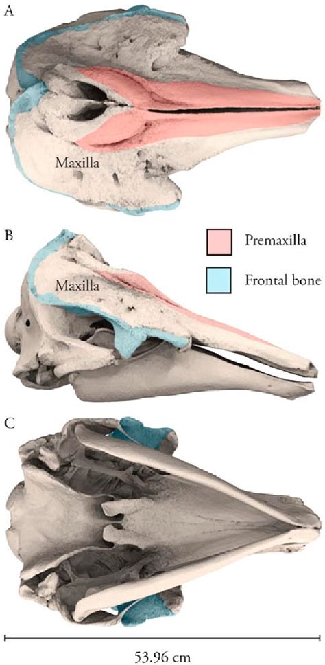 Anatomy Of A Narwhal - Anatomical Charts & Posters