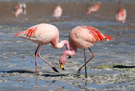 What colour are flamingo egg yolks? Pink or Not Pink? – Biomimicry for ...