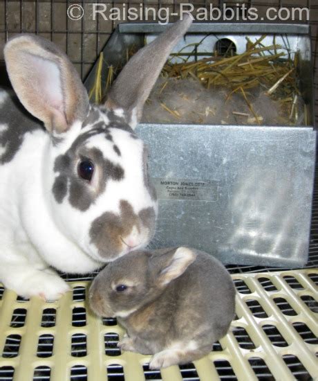 Care of Baby Rabbits. Taking care of rabbits to age 2 weeks