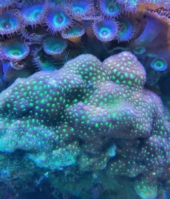 Show off your Leptoseris (Lepto coral) | Page 3 | Reef2Reef