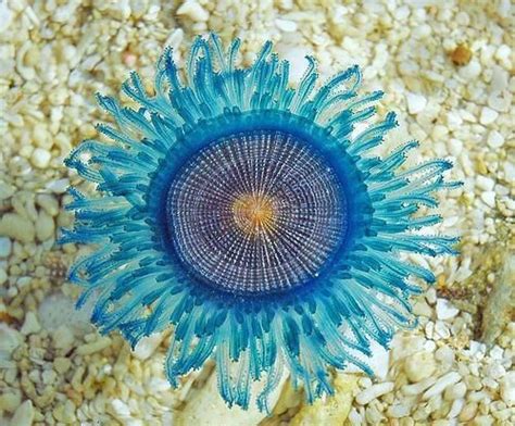 The Blue Button Jellyfish | Ocean creatures, Ocean animals, Beautiful ...