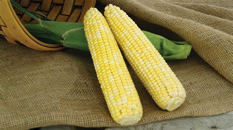 12 Savory Sweet Corn Varieties For The Sunshine State - Growing Produce