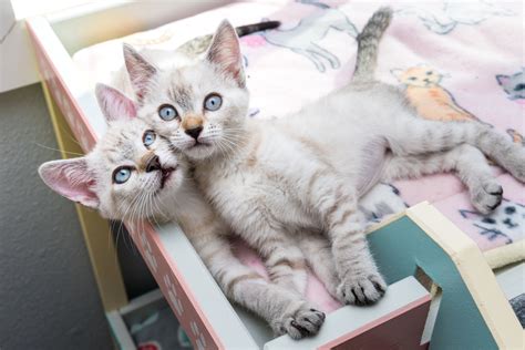 Why Two Kittens Are Better Than One — Kitten Lady