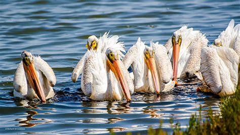 Birds in water on Behance