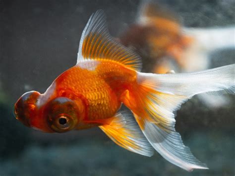 Goldfish Anatomy: Body, Eyes, Gills & More (Diagram Included) | Hepper