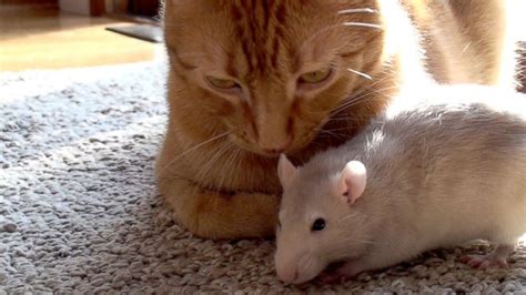 Cat and Rat's Adorable Friendship Shatters Stereotypes - ABC News