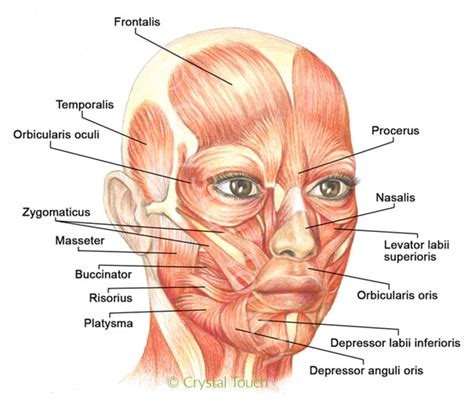 Our facial muscles and their functions • Crystal Touch Bell's Palsy Clinic