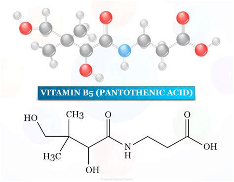 Vitamin B5 - Pantothenic Acid - Benefits, Supplements