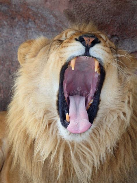 Lion Roar Stock Images - Download 6,071 Royalty Free Photos