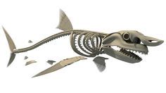 Image result for Goblin shark skeleton | White sharks, Great white ...