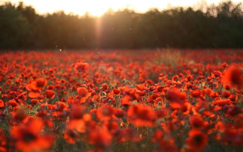 Poppy Field Pictures wallpaper | 2560x1600 | #23414