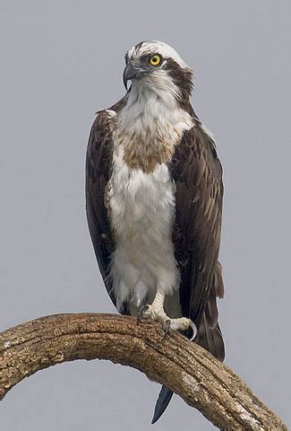 6 Largest Birds of Prey in North America - BioExpedition