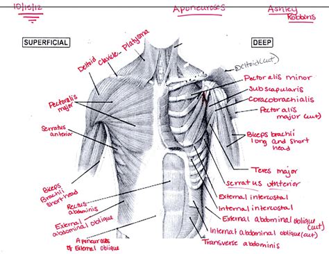 Anatomy Of Chest Muscles Male Internal Anatomy Of Male Chest And ...