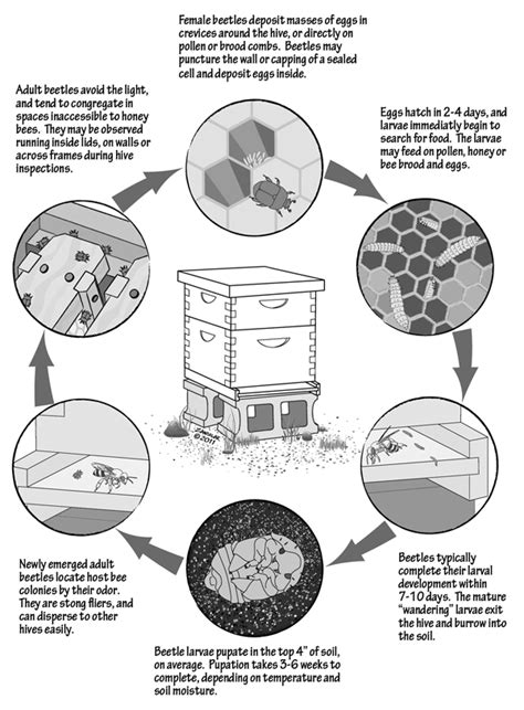 Managing Small Hive Beetles – Bee Health