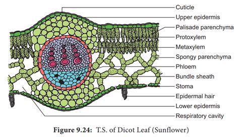 Dicot Leaf