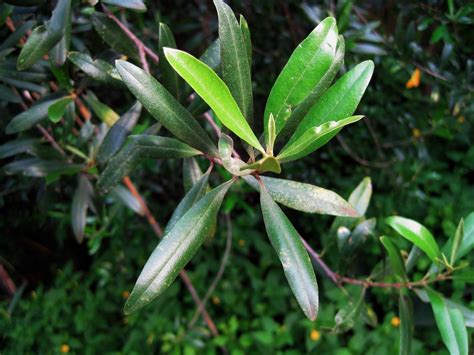 Wild Olive Tree Leaves Free Stock Photo - Public Domain Pictures