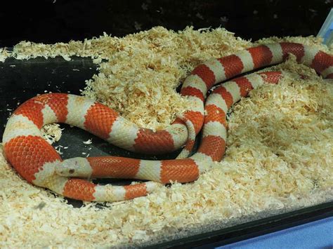 Are Milk Snakes a Good Pet? - Embora Pets