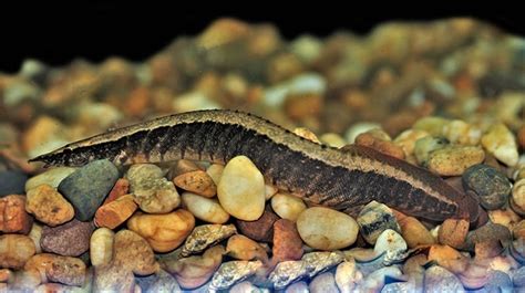 Half-banded Spiny Eel: Identification, Facts, Care, & Pictures | Animal ...