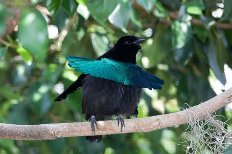 Bird of Paradise (Bird) | San Diego Zoo Animals & Plants