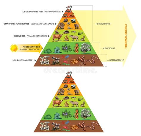 Temperate Deciduous Forest Energy Pyramid