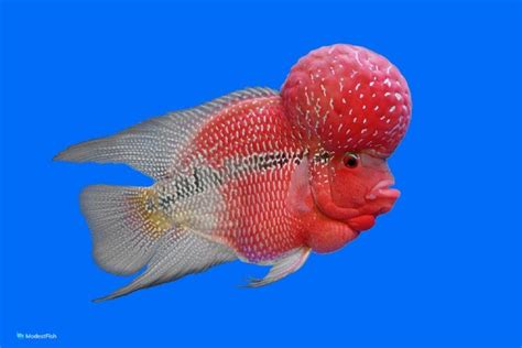 Flowerhorn Care: Tank Set Up, Food, Tank Mates & Breeding