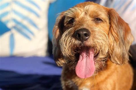 Beagle Poodle Mix: A Dog That Will Melt Your Heart