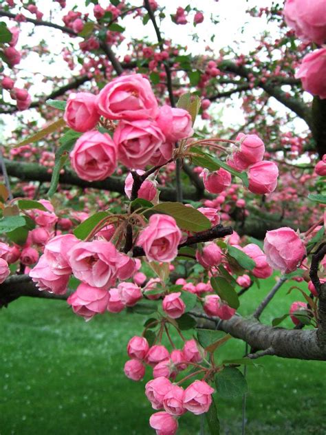 Best Crabapples for Your Yard | Better Homes & Gardens