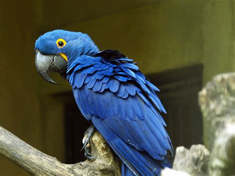 Hyacinth macaw - ZooChat